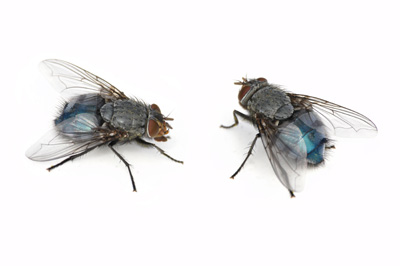 Use a Homemade Organic Bug Spray to Get Rid of Pests Image